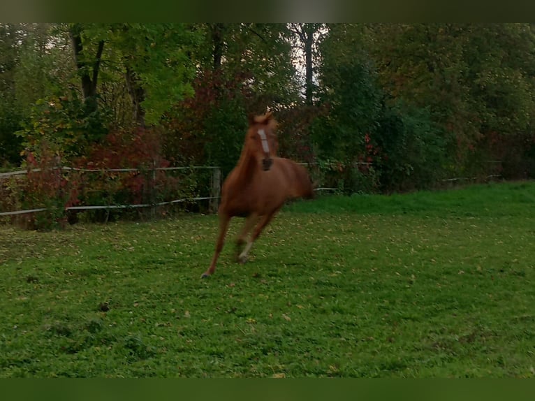 German Riding Horse Mare 3 years 15.2 hh Chestnut-Red in Seesen