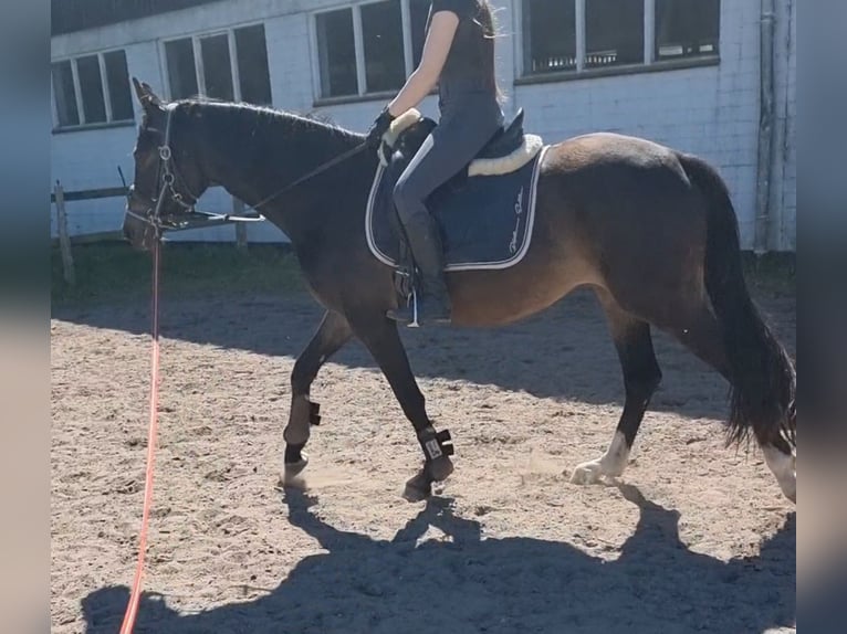 German Riding Horse Mare 3 years 15 hh Brown in Brodersby