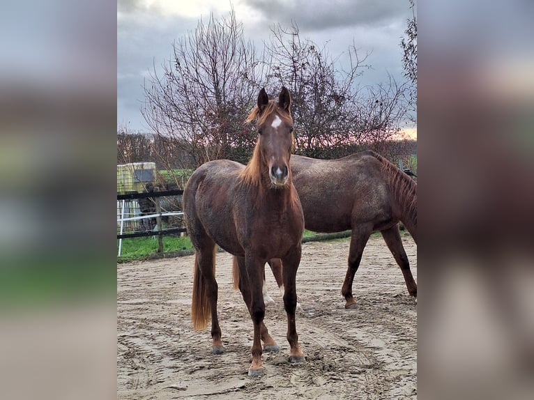 German Riding Horse Mare 3 years 15 hh Chestnut-Red in Ascheberg