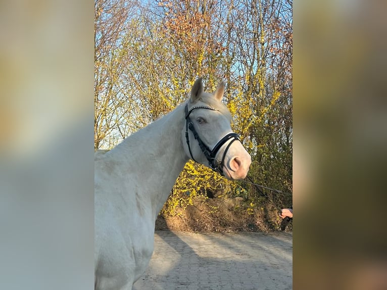 German Riding Horse Mare 3 years 15,1 hh Cremello in Heistenbach