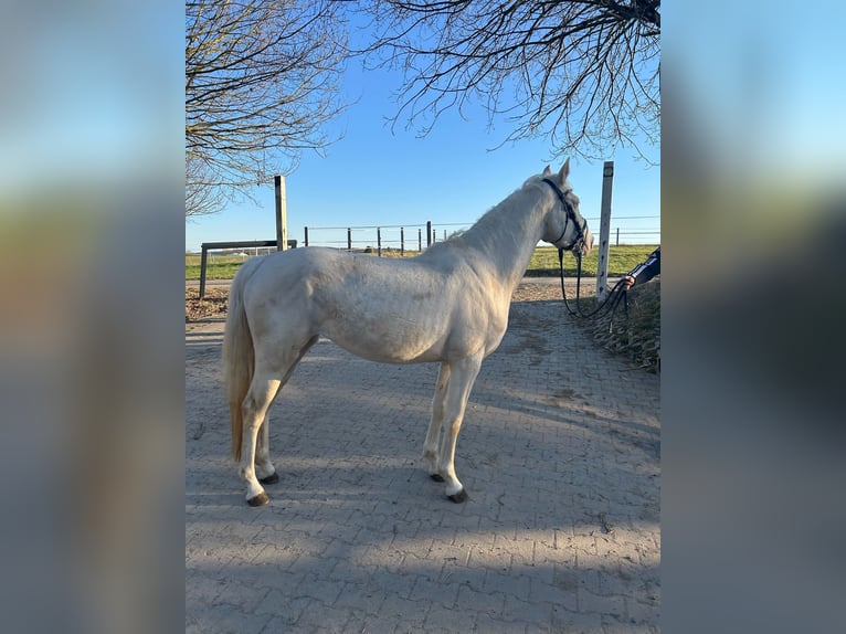 German Riding Horse Mare 3 years 15,1 hh Cremello in Heistenbach