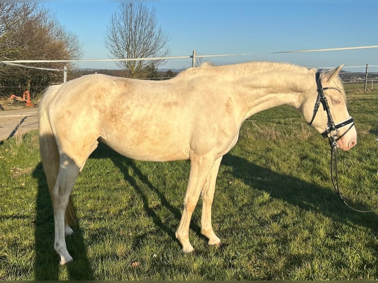 German Riding Horse Mare 3 years 15,1 hh Cremello in Heistenbach