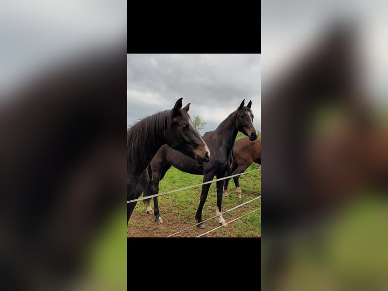 German Riding Horse Mare 3 years 16,1 hh Bay-Dark in Eschwege