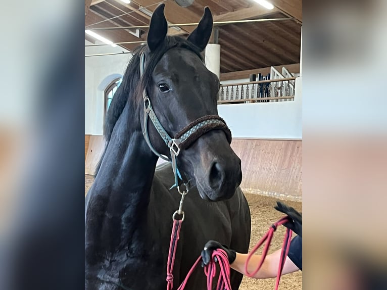 German Riding Horse Mare 3 years 16.1 hh Smoky-Black in Schäftlarn