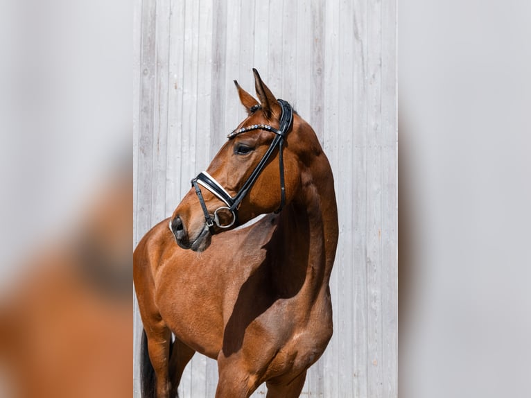 German Riding Horse Mare 3 years 16.2 hh Brown in Schwäbisch Gmünd