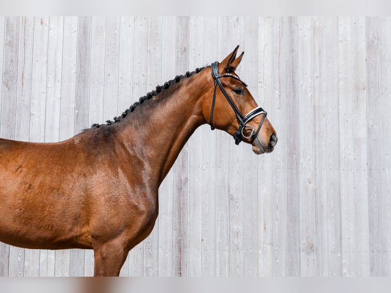 German Riding Horse Mare 3 years 16.2 hh Brown in Schwäbisch Gmünd