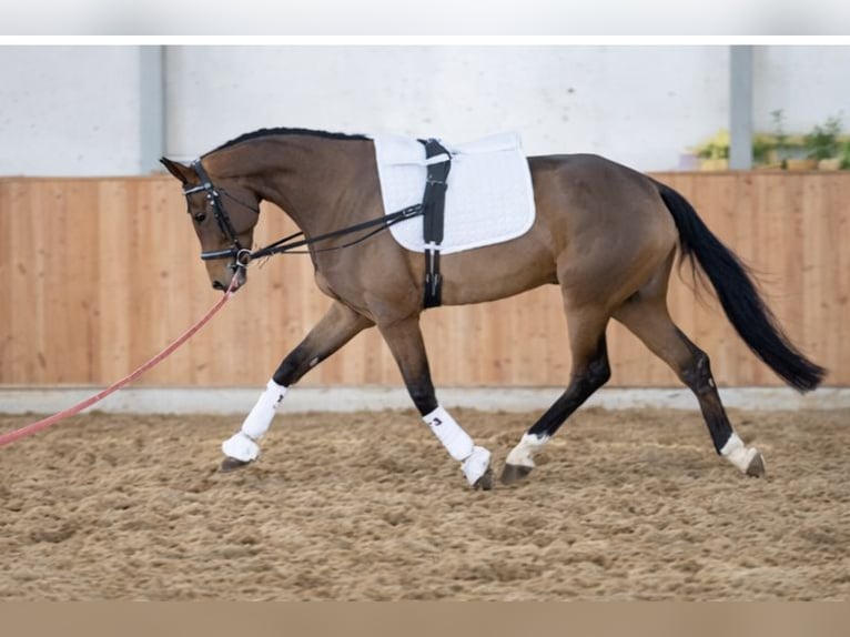German Riding Horse Mare 3 years 16.2 hh Brown-Light in Nordkirchen OT Capelle