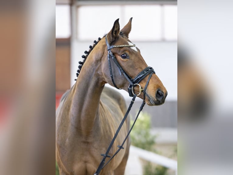 German Riding Horse Mare 3 years 16.2 hh Brown-Light in Nordkirchen OT Capelle