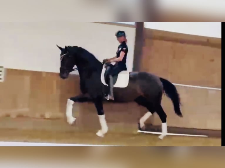 German Riding Horse Mare 3 years 16,3 hh Bay-Dark in Bielefeld