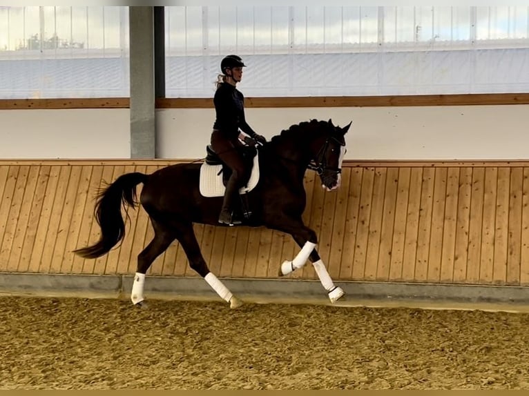 German Riding Horse Mare 3 years 16,3 hh Chestnut in Soest