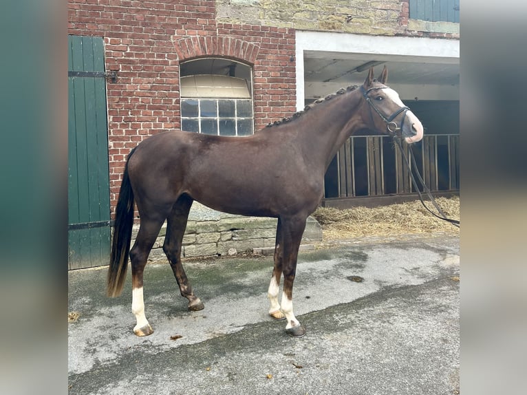 German Riding Horse Mare 3 years 16,3 hh Chestnut in Soest