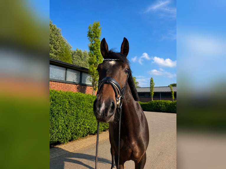 German Riding Horse Mare 3 years 16 hh Brown in Bemmel