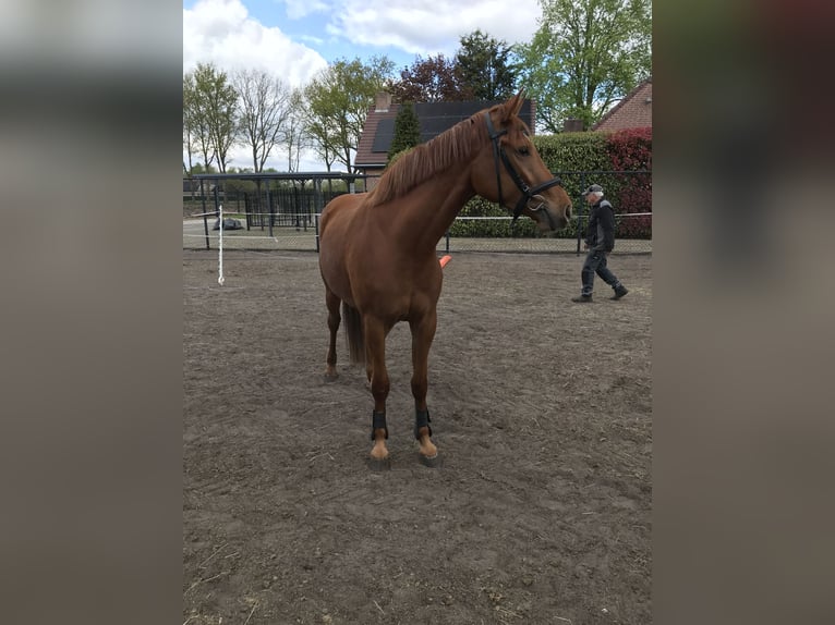 German Riding Horse Mare 3 years 16 hh Chestnut-Red in St. Willebrord