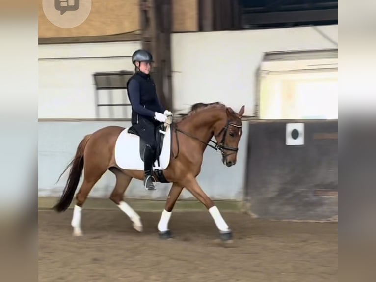 German Riding Horse Mare 4 years 14.3 hh Chestnut-Red in Waldbröl