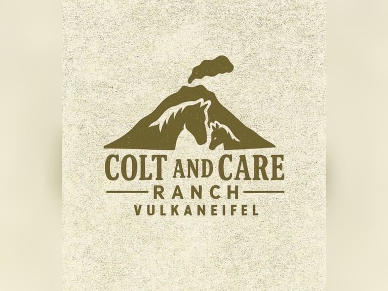 German Riding Horse Mare 4 years 15.1 hh Bay-Dark in Mehren