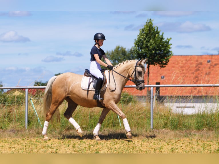 German Riding Horse Mare 4 years 15,1 hh Palomino in Schauenburg