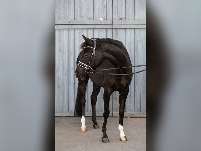 German Riding Horse Mare 4 years 15.1 hh Smoky-Black in Priestewitz