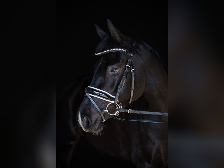 German Riding Horse Mare 4 years 15.1 hh Smoky-Black in Priestewitz