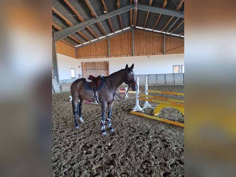 German Riding Horse Mare 4 years 15,2 hh Brown in Salzkotten