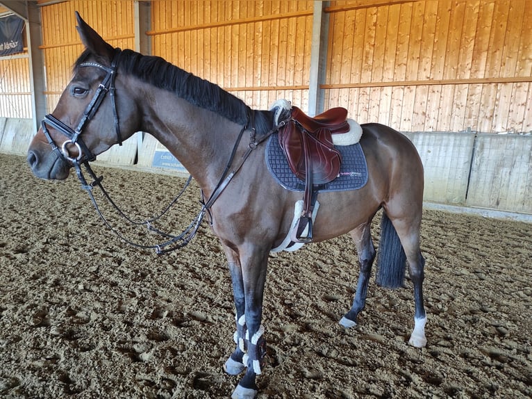 German Riding Horse Mare 4 years 15,2 hh Brown in Salzkotten