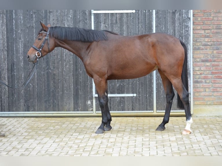 German Riding Horse Mare 4 years 15,2 hh Brown in Salzkotten