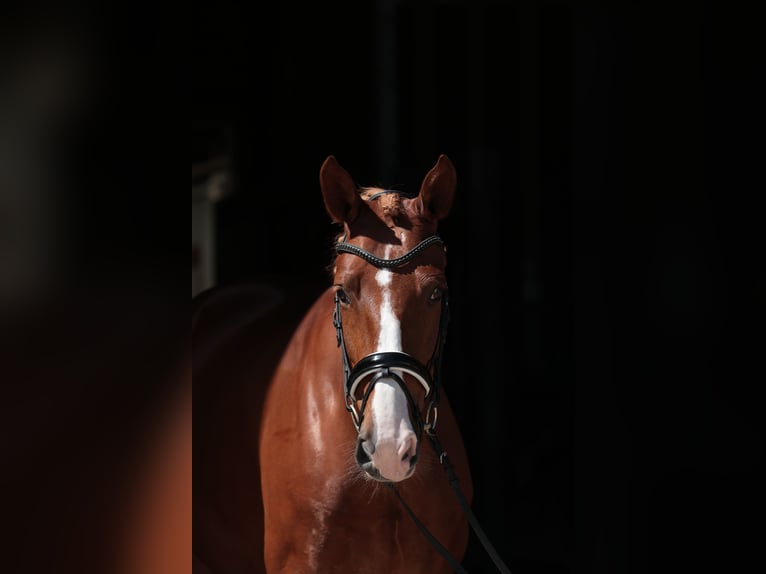 German Riding Horse Mare 4 years 15,2 hh Chestnut-Red in Greven