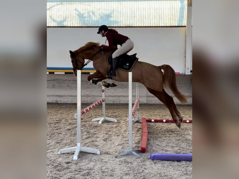 German Riding Horse Mare 4 years 15,2 hh Chestnut-Red in Walldorf