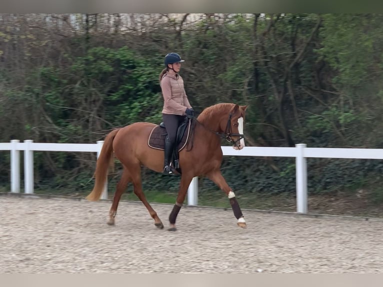 German Riding Horse Mare 4 years 15,2 hh Chestnut-Red in Walldorf