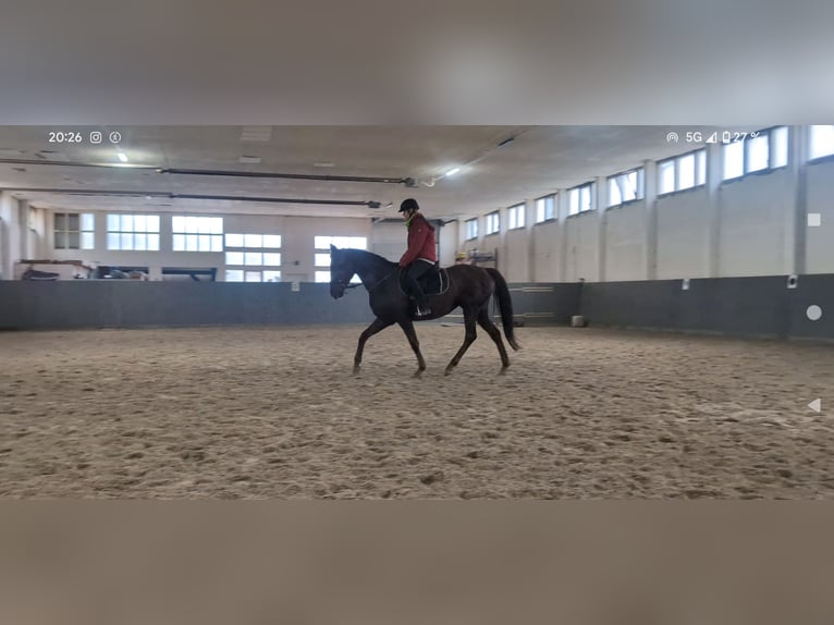 German Riding Horse Mare 4 years 15,2 hh Chestnut-Red in Buchhain