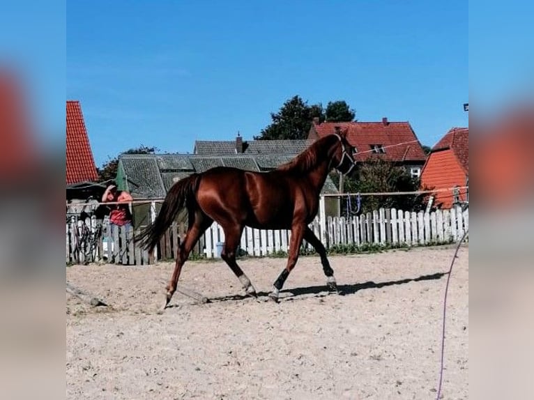 German Riding Horse Mare 4 years 15,2 hh Chestnut-Red in Seesen