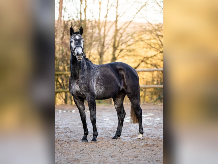 German Riding Horse Mare 4 years 15,2 hh Gray in Kimmlingen