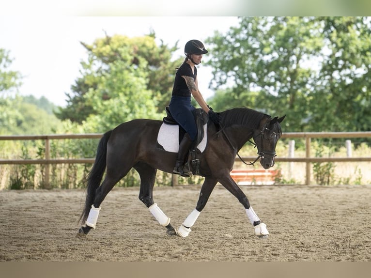 German Riding Horse Mare 4 years 15.2 hh Smoky-Black in La Génétouze