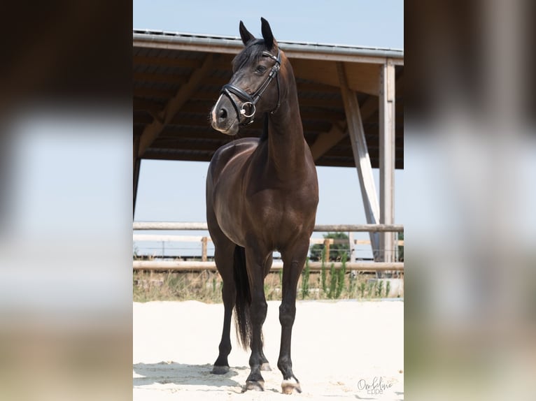 German Riding Horse Mare 4 years 15.2 hh Smoky-Black in La Génétouze