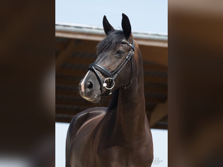 German Riding Horse Mare 4 years 15.2 hh Smoky-Black in La Génétouze
