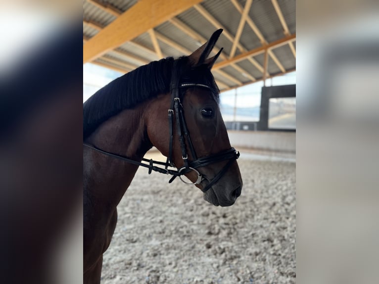 German Riding Horse Mare 4 years 15,3 hh Bay-Dark in Königheim