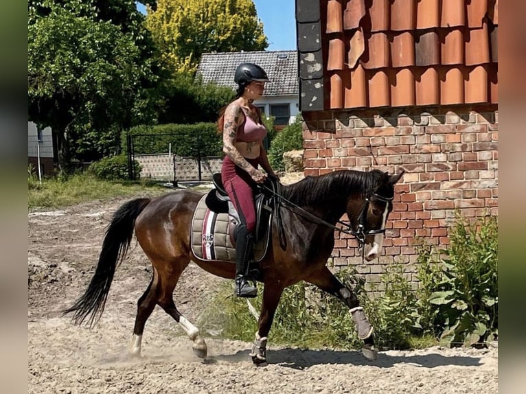 German Riding Horse Mare 4 years 15 hh Brown in Burgdorf