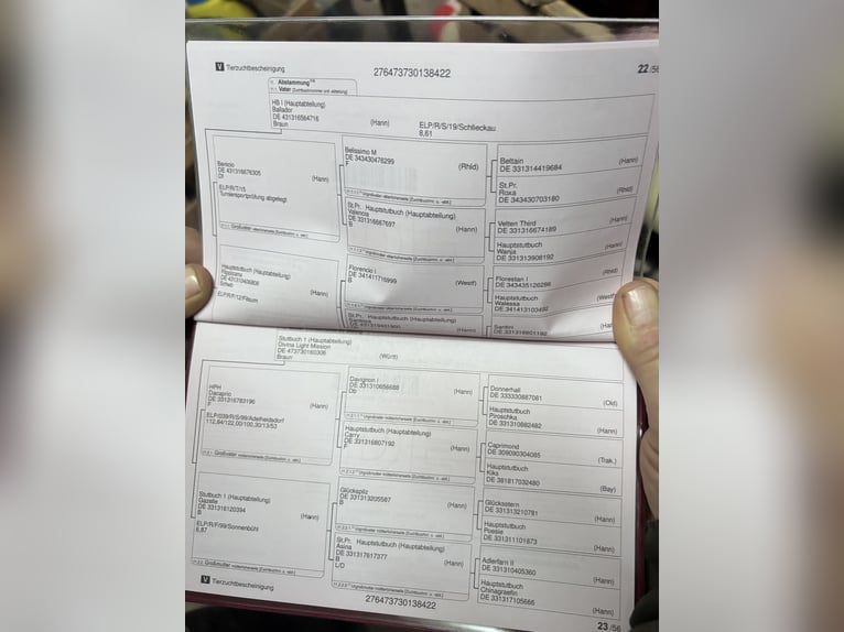 German Riding Horse Mare 4 years 15,2 hh Bay-Dark in Crailsheim