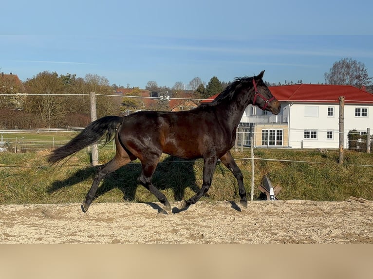 German Riding Horse Mare 4 years 15,2 hh Bay-Dark in Crailsheim