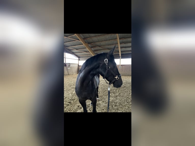 German Riding Horse Mare 4 years 15,2 hh Black in Hünxe