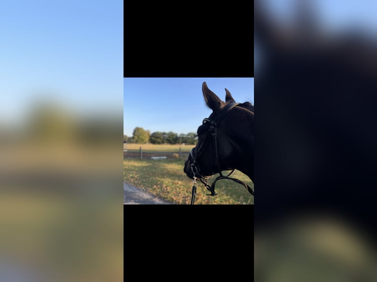 German Riding Horse Mare 4 years 15,2 hh Black in Hünxe