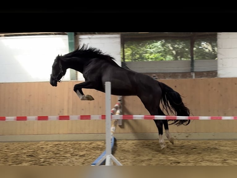 German Riding Horse Mare 4 years 15,2 hh Black in Alpen