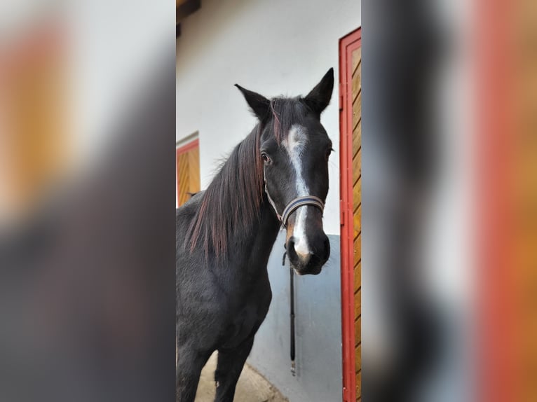 German Riding Horse Mare 4 years 16,1 hh Bay-Dark in Eschwege