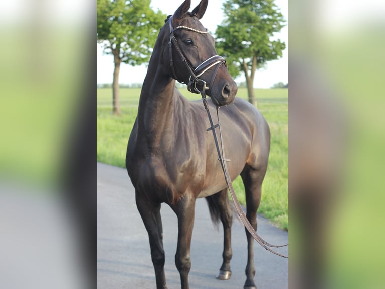 German Riding Horse Mare 4 years 16,1 hh Bay-Dark in Trebbin