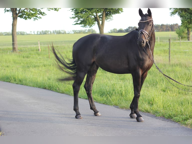 German Riding Horse Mare 4 years 16,1 hh Bay-Dark in Trebbin