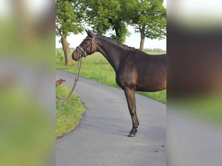 German Riding Horse Mare 4 years 16,1 hh Bay-Dark in Trebbin