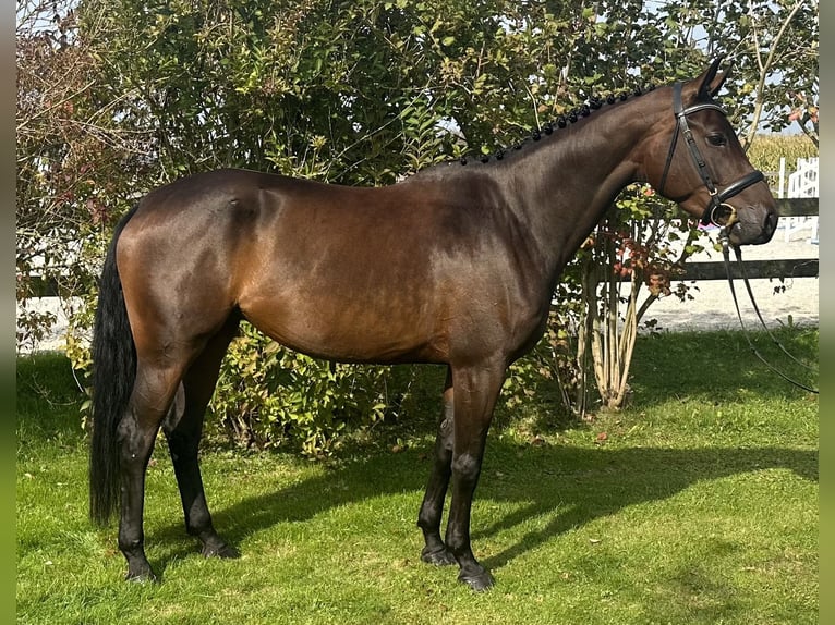 German Riding Horse Mare 4 years 16,1 hh Bay-Dark in Unterneukirchen