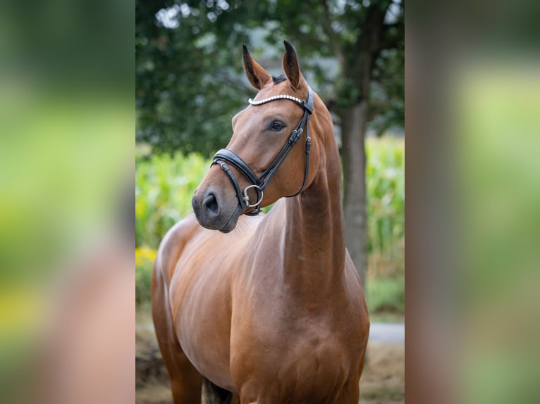 German Riding Horse Mare 4 years 16.1 hh Brown in Bramsche