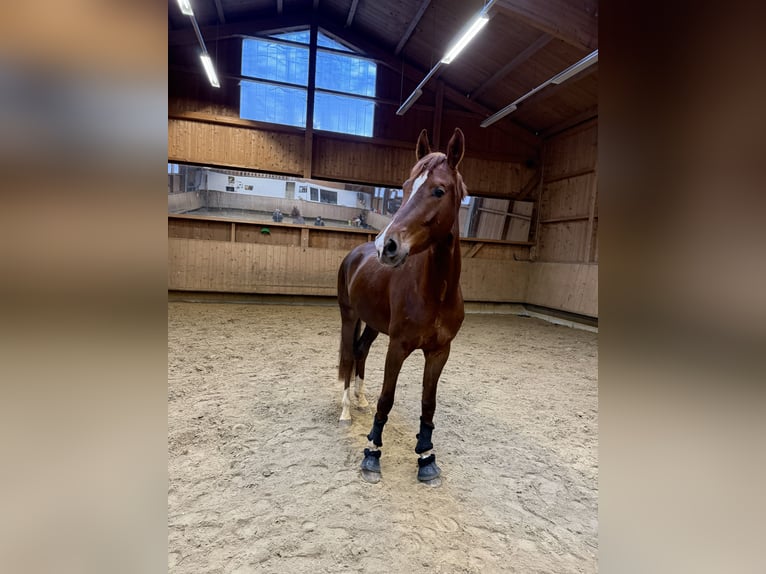 German Riding Horse Mare 4 years 16.1 hh Chestnut in Fürstenfeldbruck