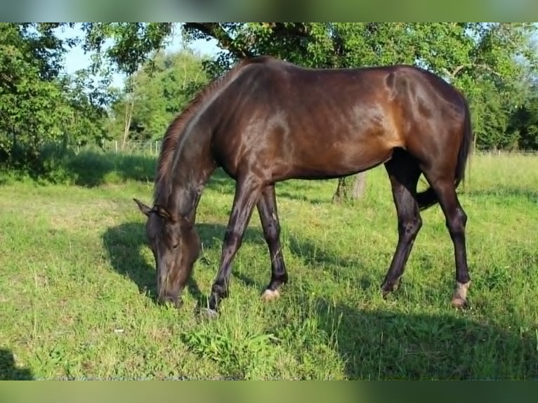 German Riding Horse Mare 4 years 16.2 hh Bay-Dark in Eggenstein-Leopoldshafen