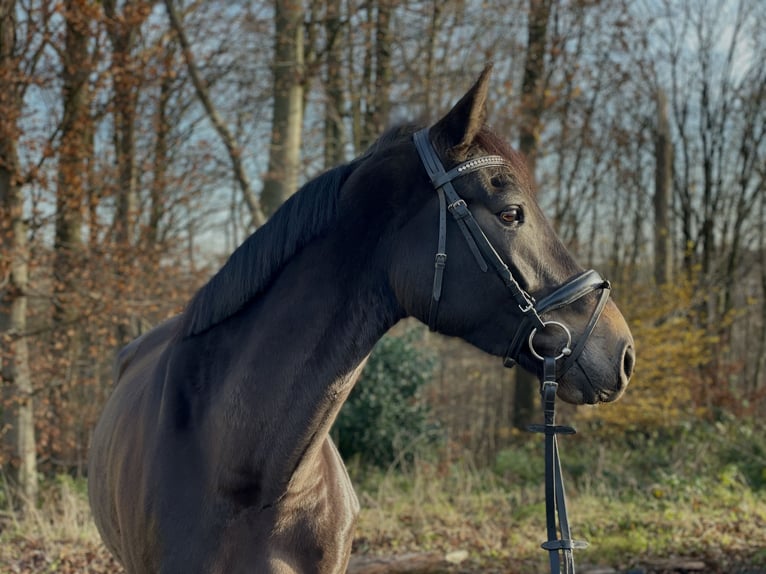 German Riding Horse Mare 4 years 16,2 hh Bay-Dark in Overath